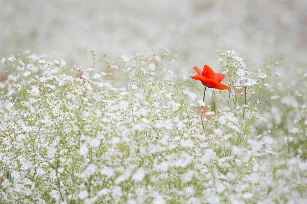 poppy, baby's breath, flowers