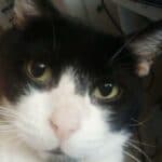 Author avatar