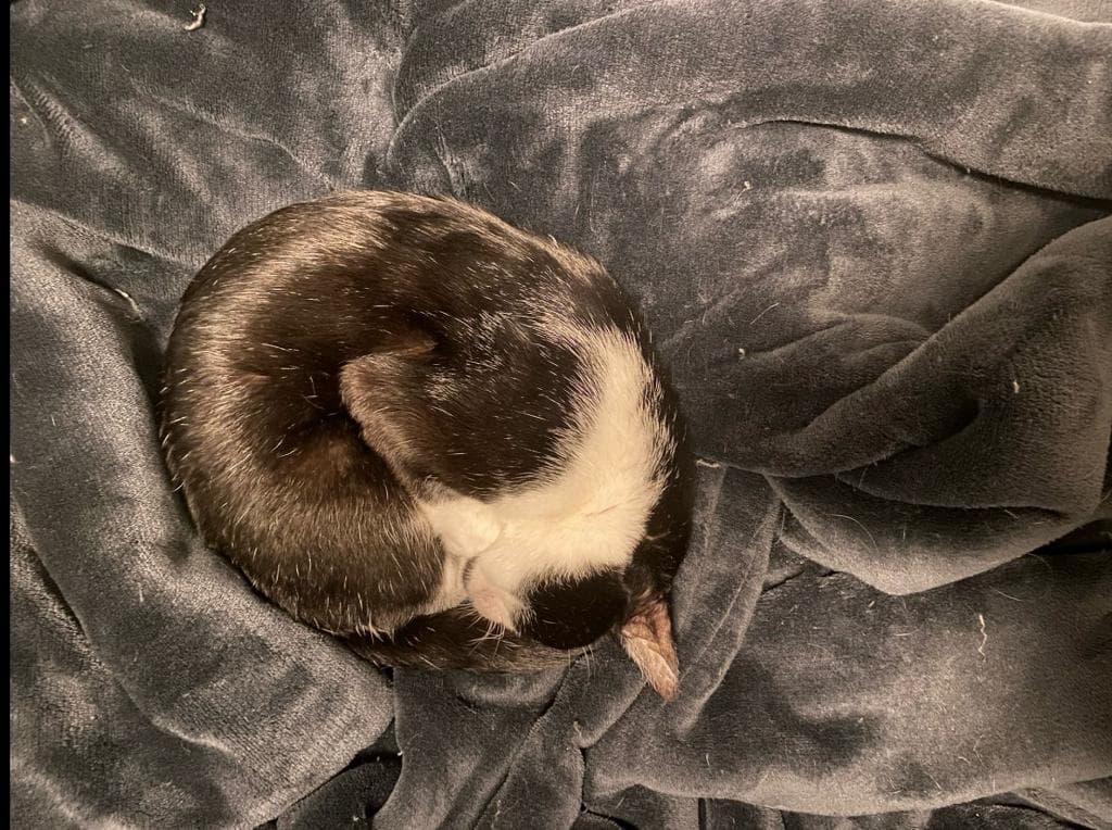 Equidistância eleitoral, esse crime do jornalismo