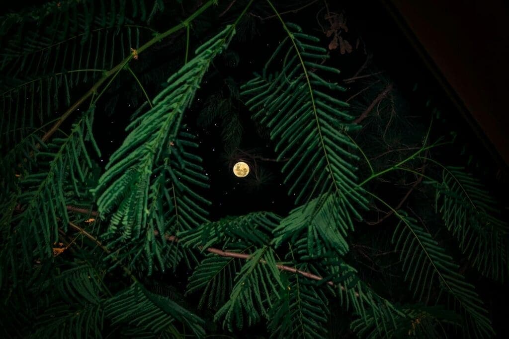 worm's-eye-view of full moon