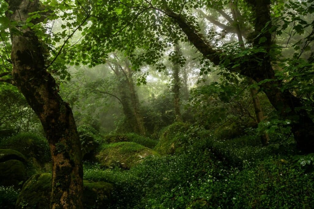 A lush green forest filled with lots of trees