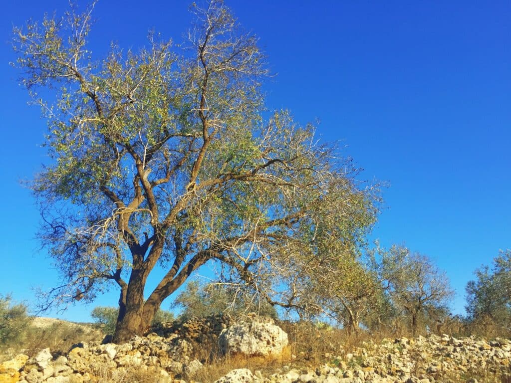 brown and green trees under blue sky during daytime
