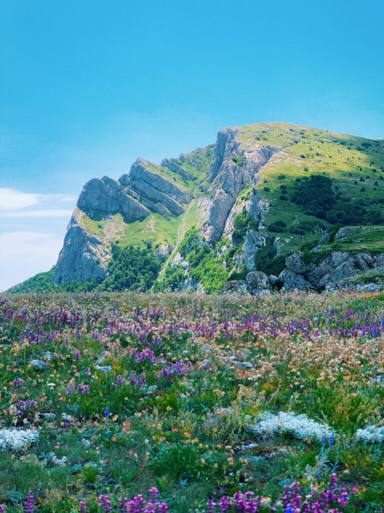 purple flower field near green and gray mountain under blue sky during daytime