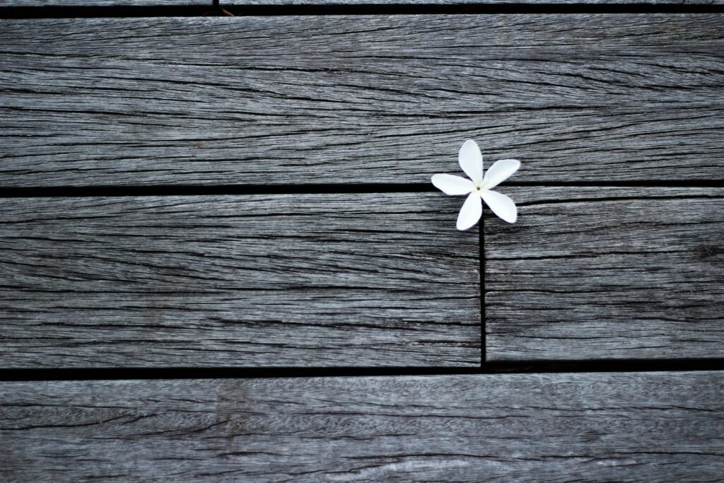 white flower on brown wooden planks