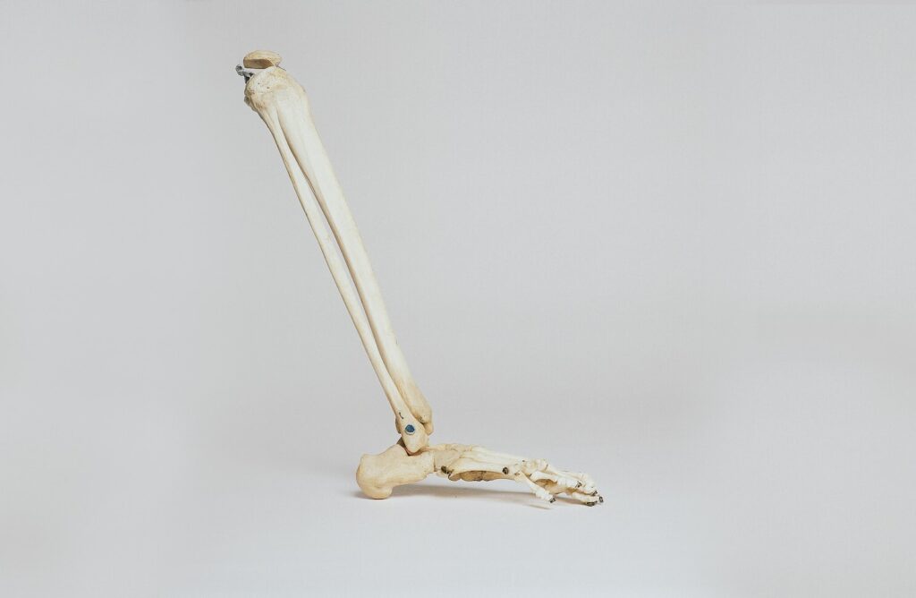 human leg skeleton