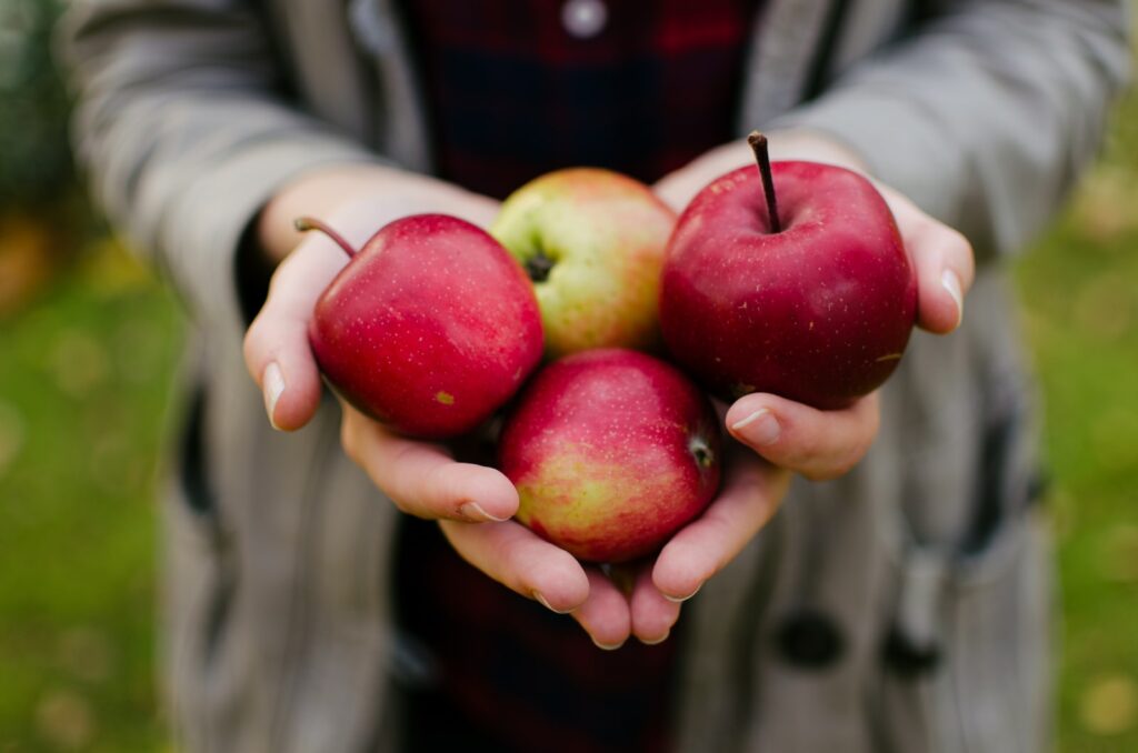person holding four red apples