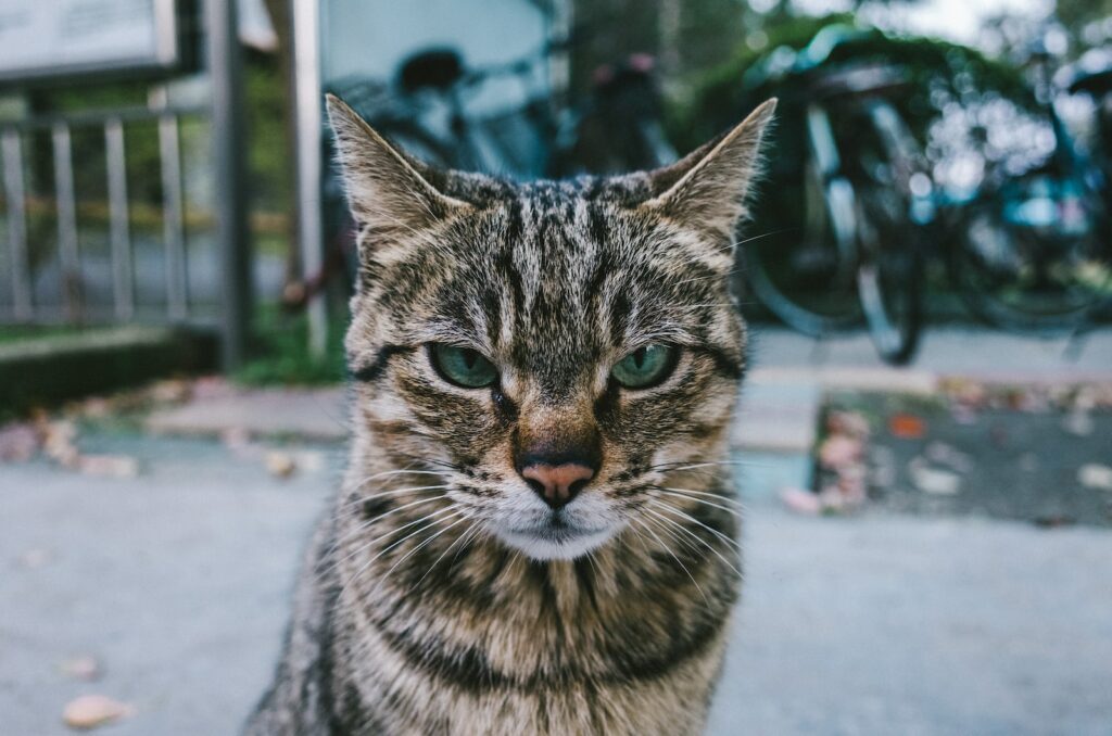 selective-focus photograph of brown tabby cat
