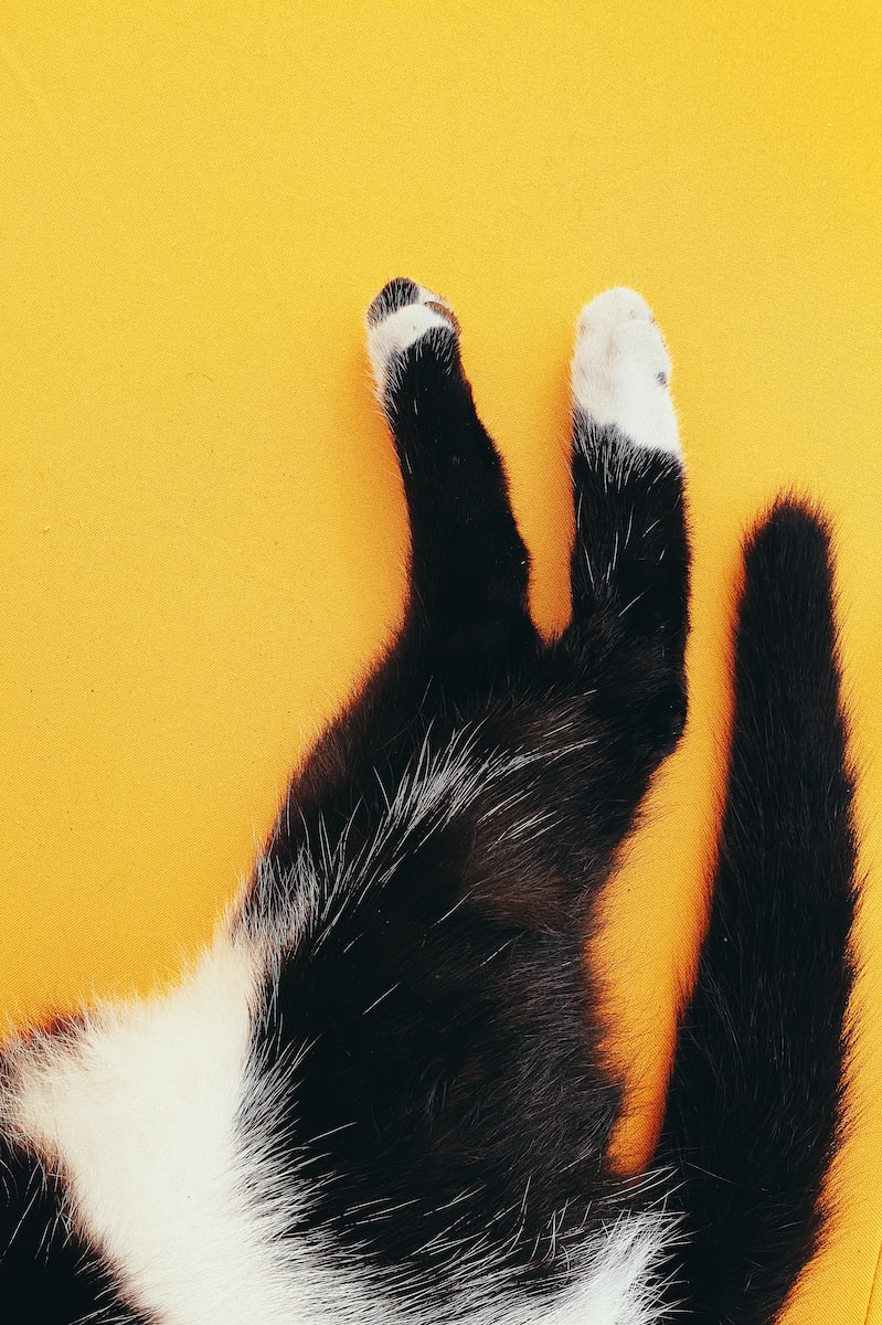 black and white cat lying on orange textile