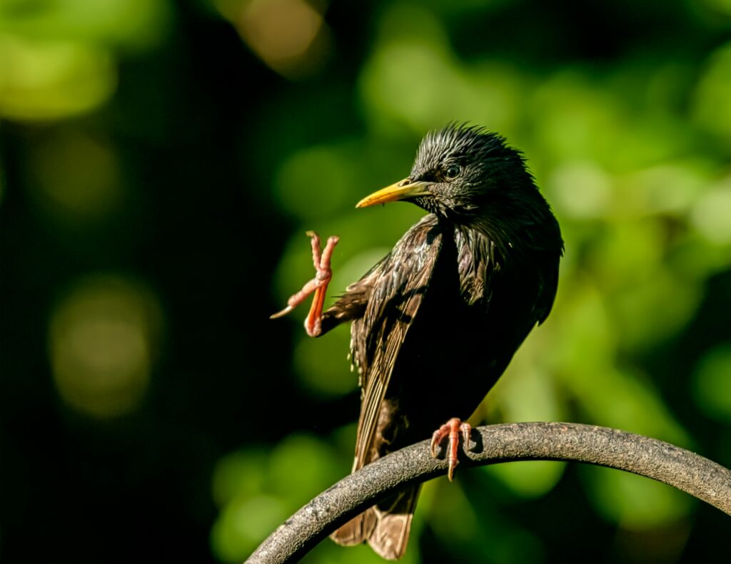 selective focus photography of black bird standing on tree branch