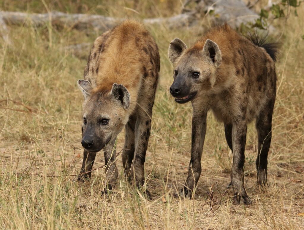 Hyenas in Savannah