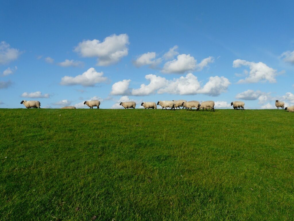 sheep, flock of sheep, row