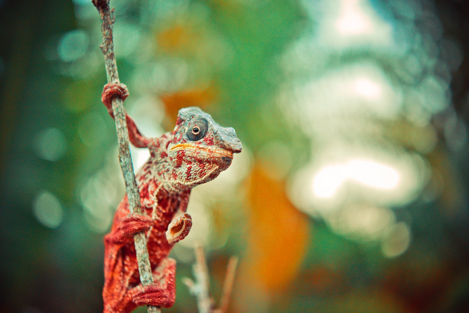 Red and Gray Reptile on Tree Branch