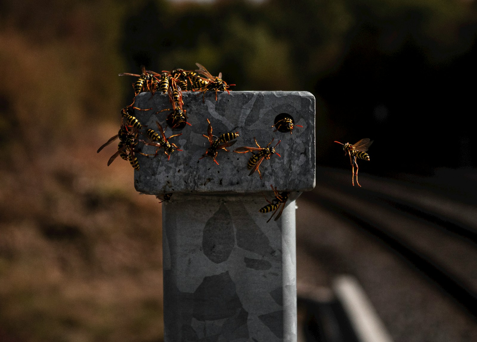 swarm of bees on metal post