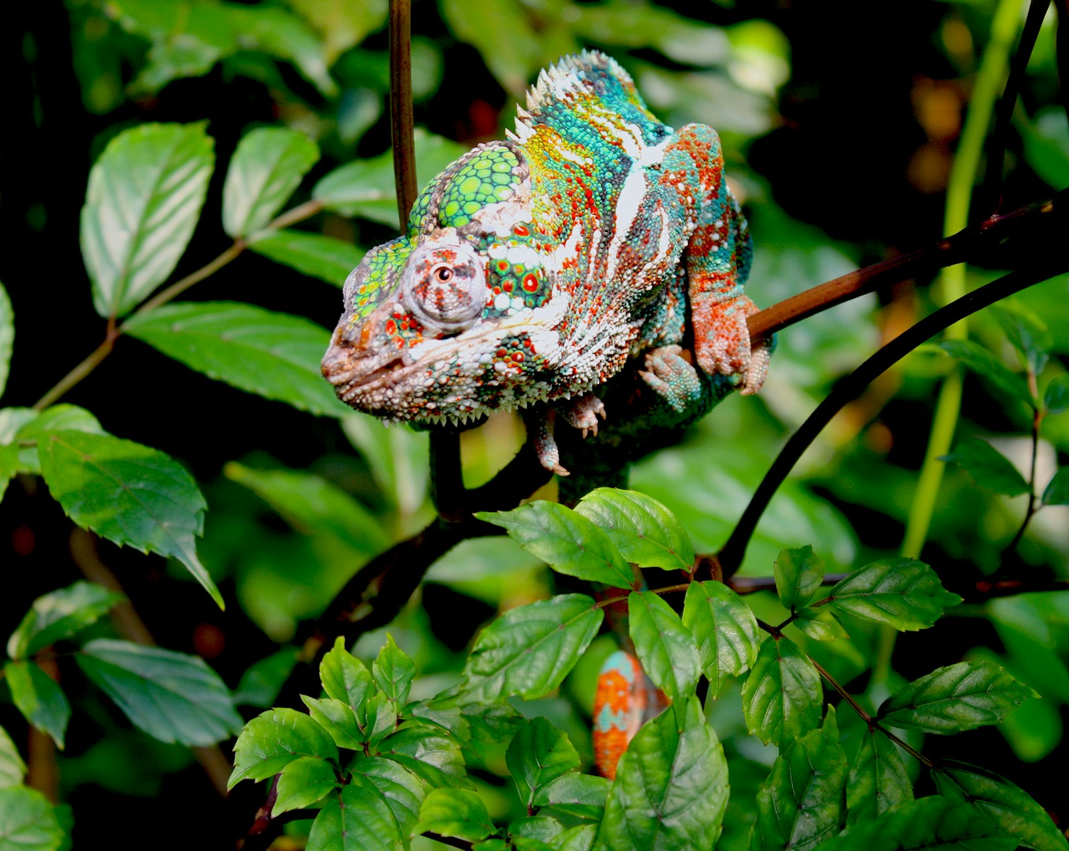 chameleon on tree branch