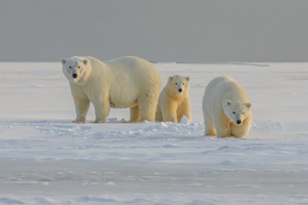 polar bear on snow covered ground during daytime