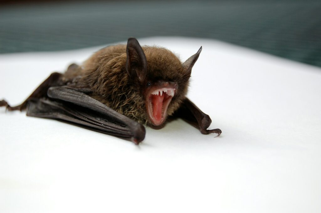 brown and black bat opening mouth