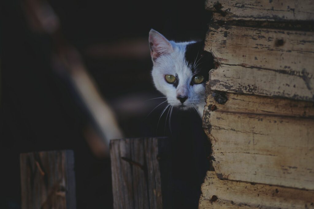 shallow-focus photography of white cat