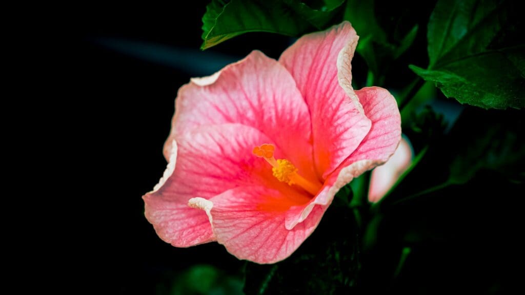 a pink flower with green leaves