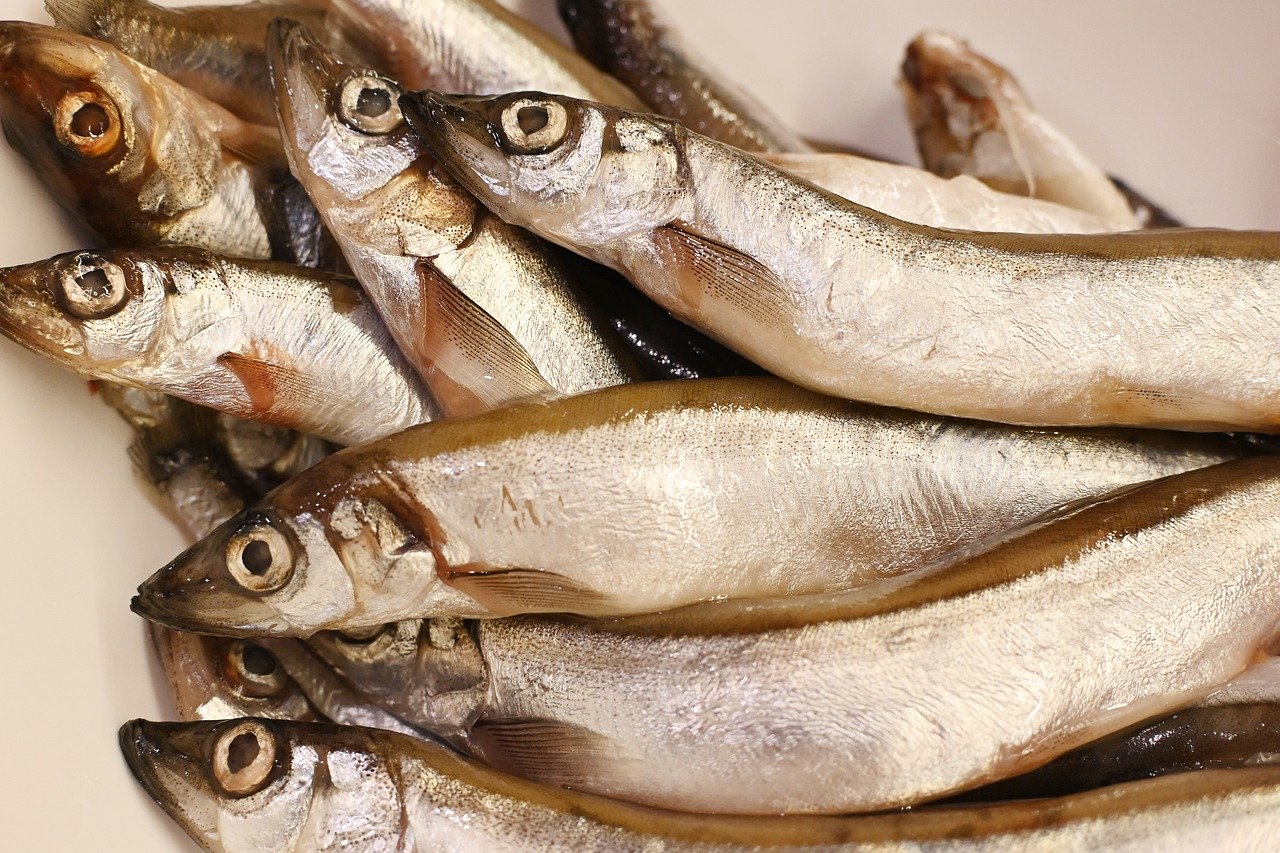 fish, capelin, food