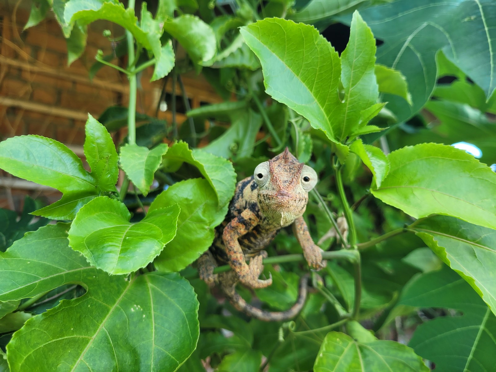 a small lizard sitting on top of a leaf covered tree